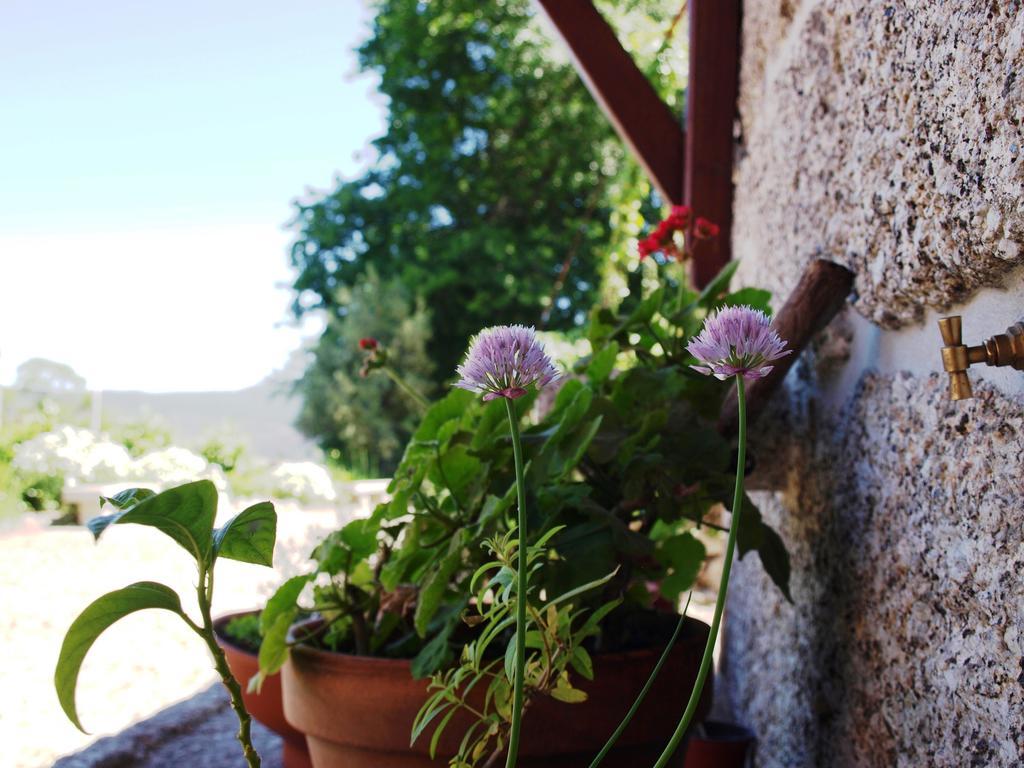 Penzion Quinta Da Pousadela - Agroturismo Amarante Exteriér fotografie